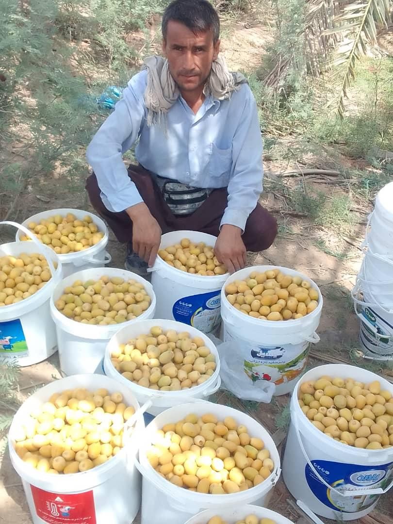 تولید کننده انواع نخل برحی مجول پیارم وانواع چمن|خدمات باغبانی و درختکاری|اهواز, زیتون کارمندی|دیوار