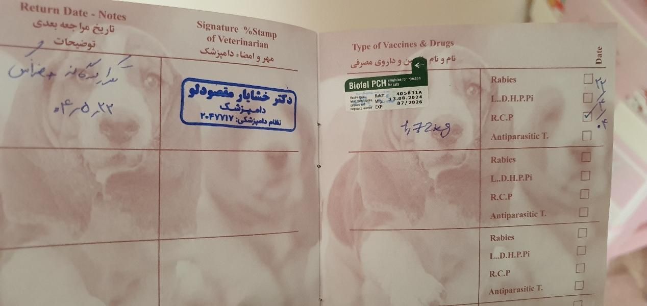 گربه dsh|گربه|تهران, تهرانسر شرقی|دیوار