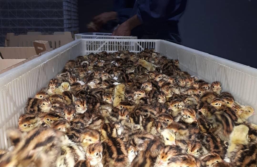 فروش بلدرچین ژاپنی یکروزه ومولد تخمگذار|حیوانات مزرعه|شریف‌آباد, |دیوار