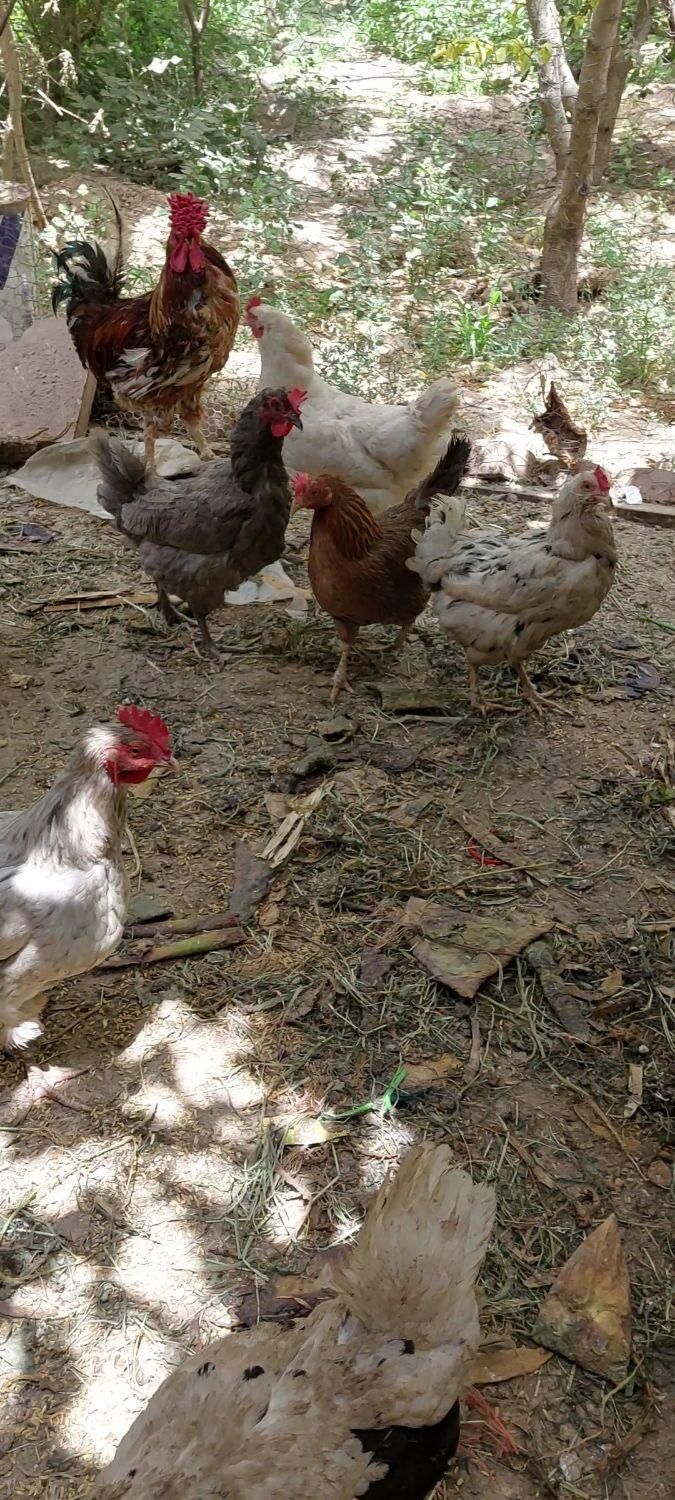 مرغ و خروس محلی|حیوانات مزرعه|هشتگرد, قاسم آباد بزرگ|دیوار