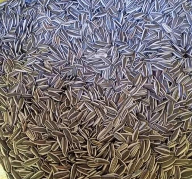 شورکاری وفروش عمده انواع اجیل|خوردنی و آشامیدنی|شیراز, سلطان آباد|دیوار