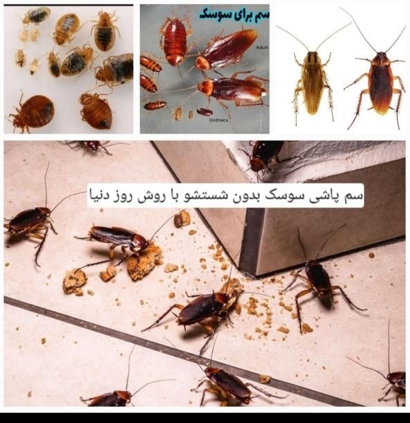 سمپاشی ساس سم پاشی سوسک ریشـه‌کنی فقط فقط‌1مرحــله|خدمات نظافت|قم, سراجه (۱۵ خرداد)|دیوار