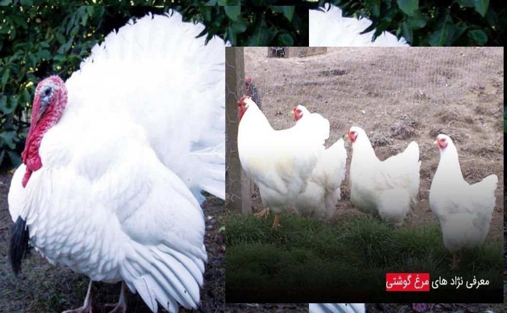 بوقلمون زنده گوشت ضد سرطان ارگانیک مرغ زنده گوشتی|حیوانات مزرعه|قم, شهدا|دیوار