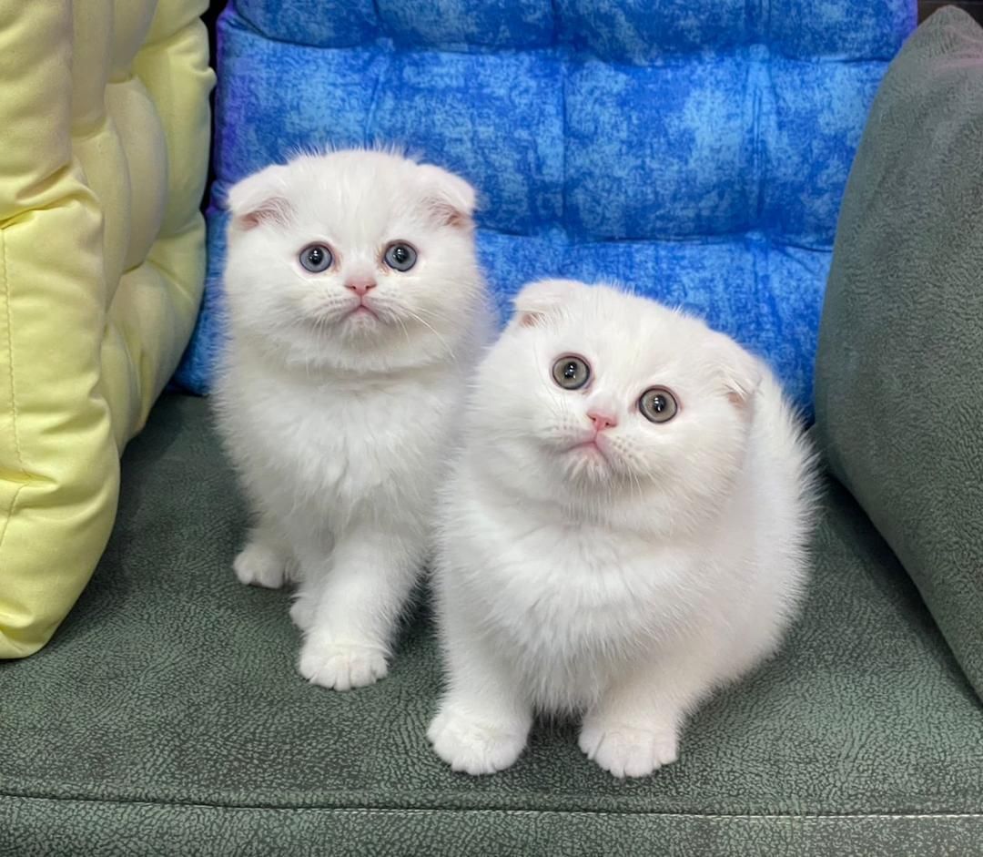 مجموعه گربه در تمامی نژاد ها MeowHop|گربه|کرمان, |دیوار