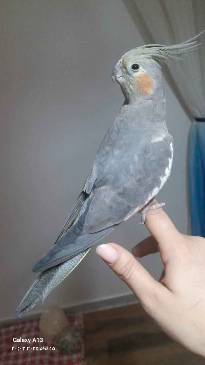 ماده یک ساله فول رام|پرنده|بابل, |دیوار