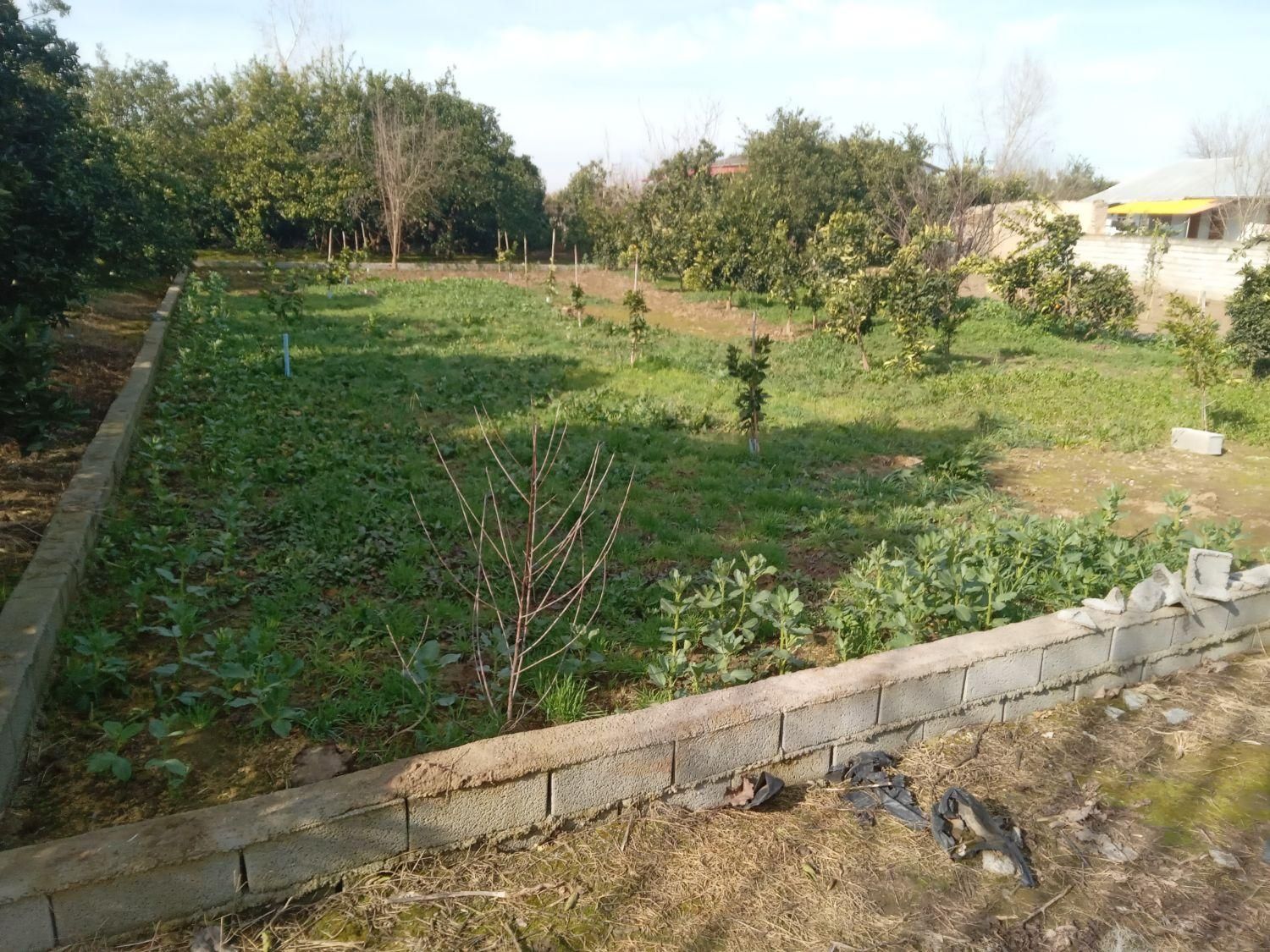 فروش نقدواقساط زمین خانه سرا۴۶۸ متری|فروش زمین و ملک کلنگی|قائمشهر, |دیوار