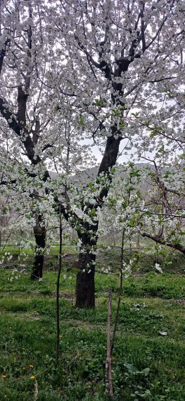 زمین باغی فروشی واقع در روستای مغان1000متر|فروش زمین و ملک کلنگی|مشهد, شهرک بهارستان|دیوار