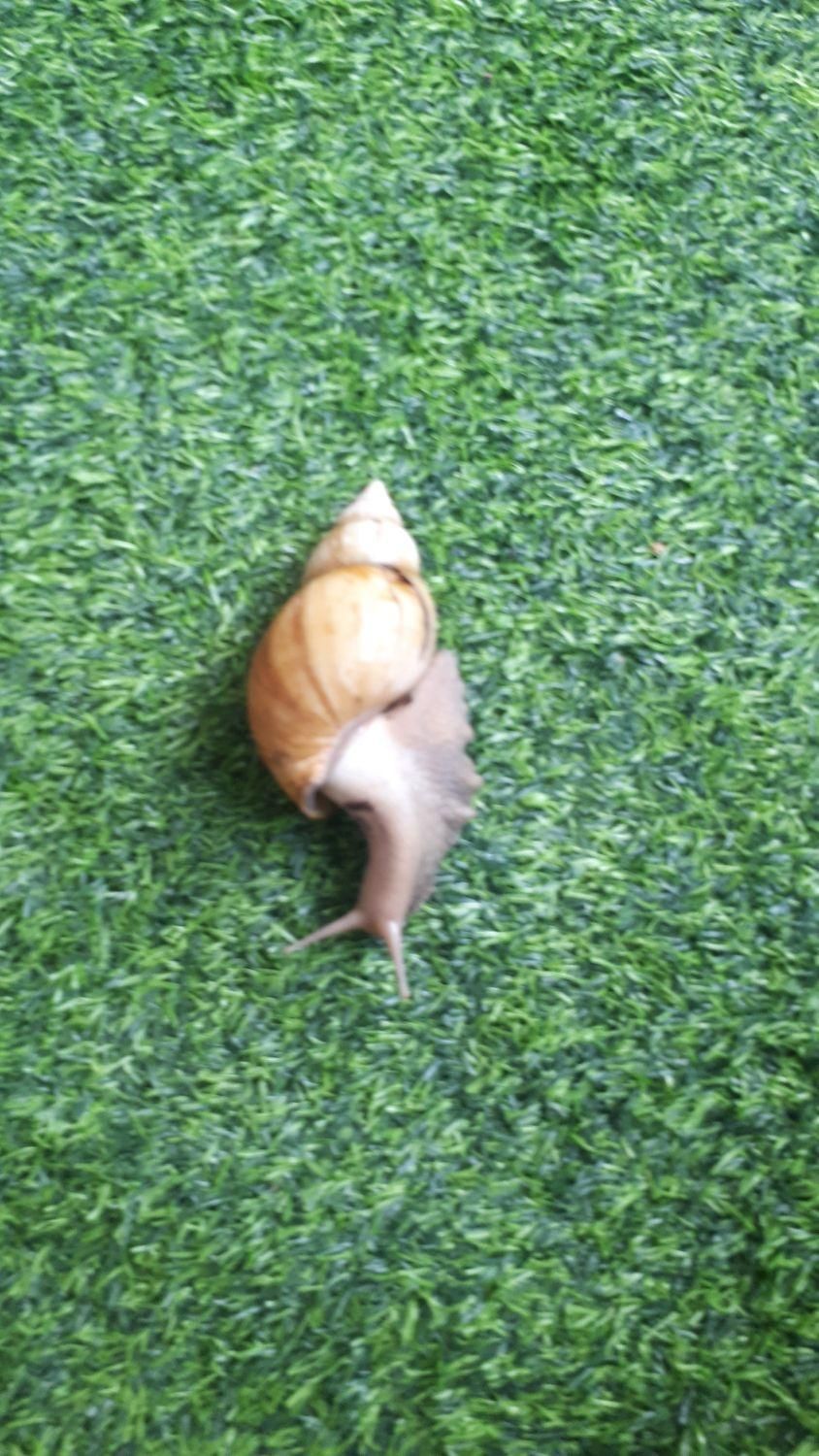 فروش  تعدادی حلزون بالغ وتخم گذار|خزنده|خمینی‌شهر, |دیوار