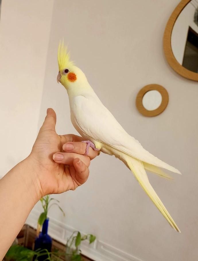 عروس هلندی تازه دونه خور لوتینو و عروسک فول رام|پرنده|شیراز, شهرک امام حسن|دیوار