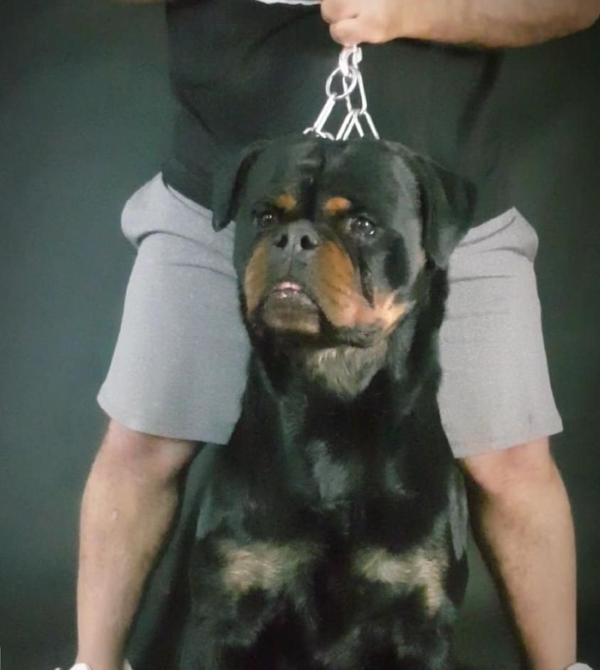 توله روتوایلر|سگ|تهران, تهرانپارس شرقی|دیوار