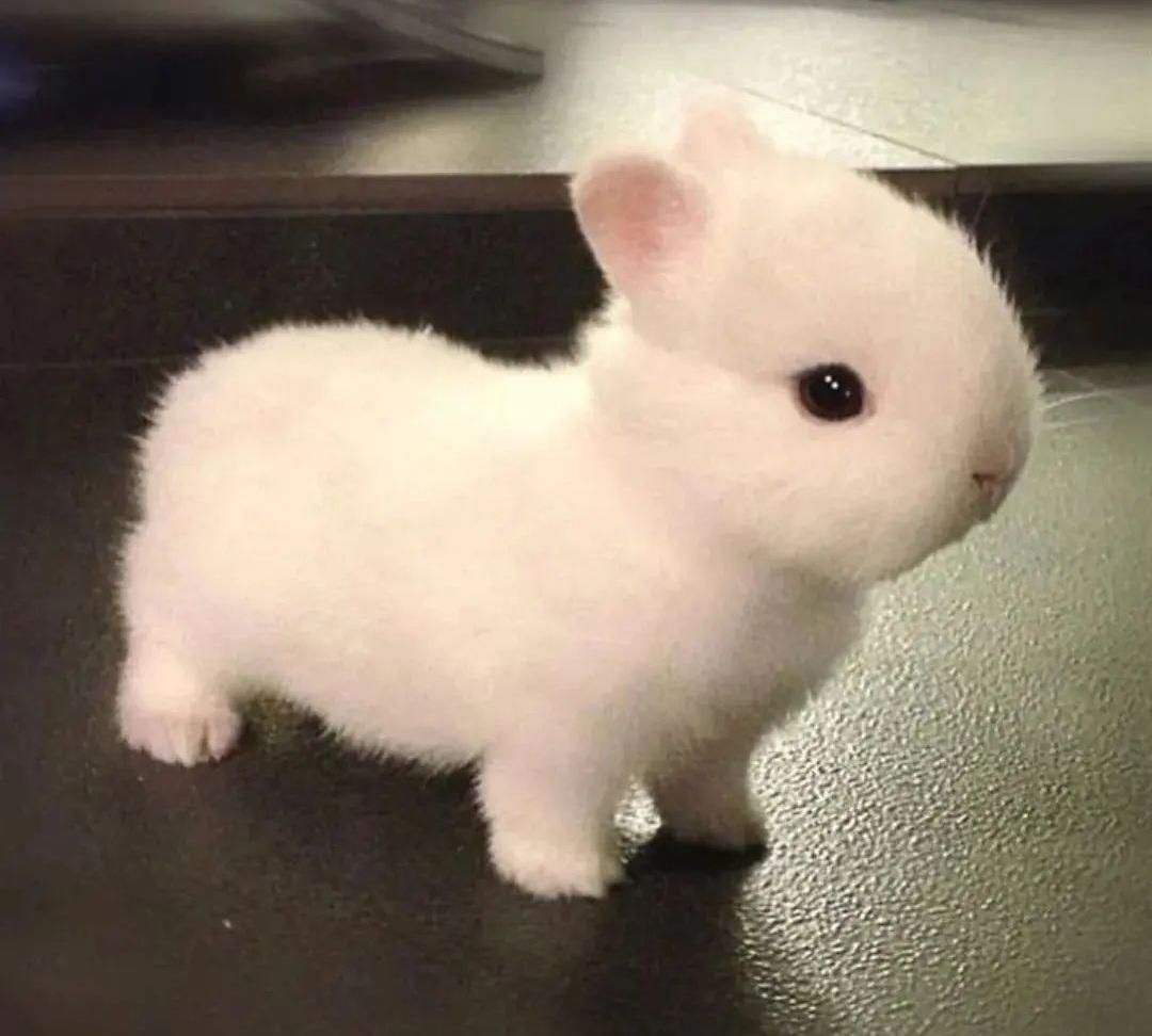 نژادخوکچه خارجی ایرانی.فندقی .کوتوله جوندگان|موش و خرگوش|اصفهان, شاهزید|دیوار