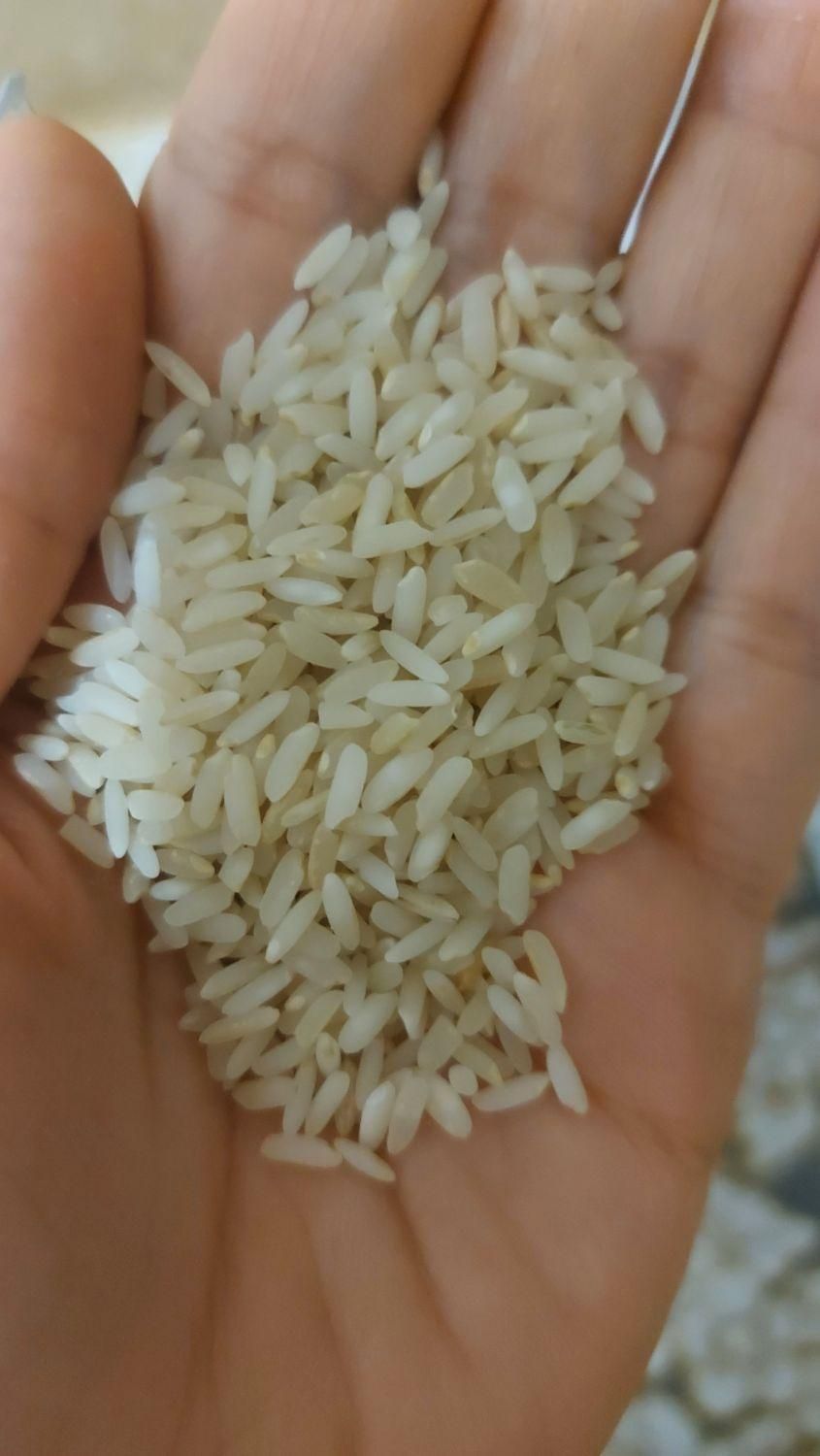 برنج کامفیروزی بشرط پخت|خوردنی و آشامیدنی|شیراز, جمهوری|دیوار