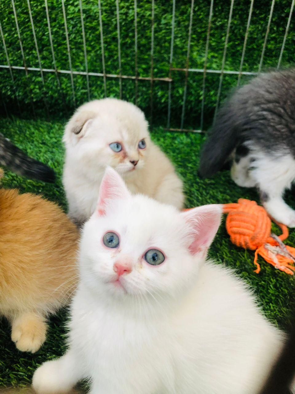 تعدادی توله گربه اسکاتیش|گربه|مشهد, وکیل‌آباد|دیوار