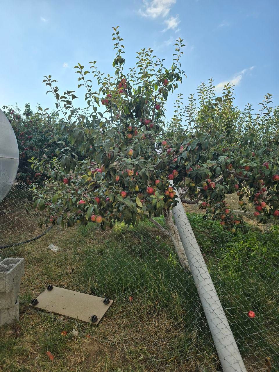 ویلا باغ دارای آب برق گاز در اهر 4200متر|فروش خانه و ویلا|تبریز, |دیوار