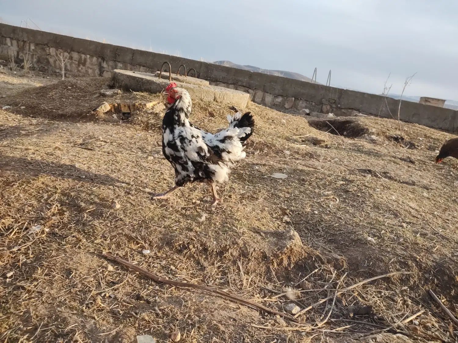 مرکزتولید و فروش گوشت مرغ و خروس کوردی و فروش جوجه|حیوانات مزرعه|کرمانشاه, |دیوار