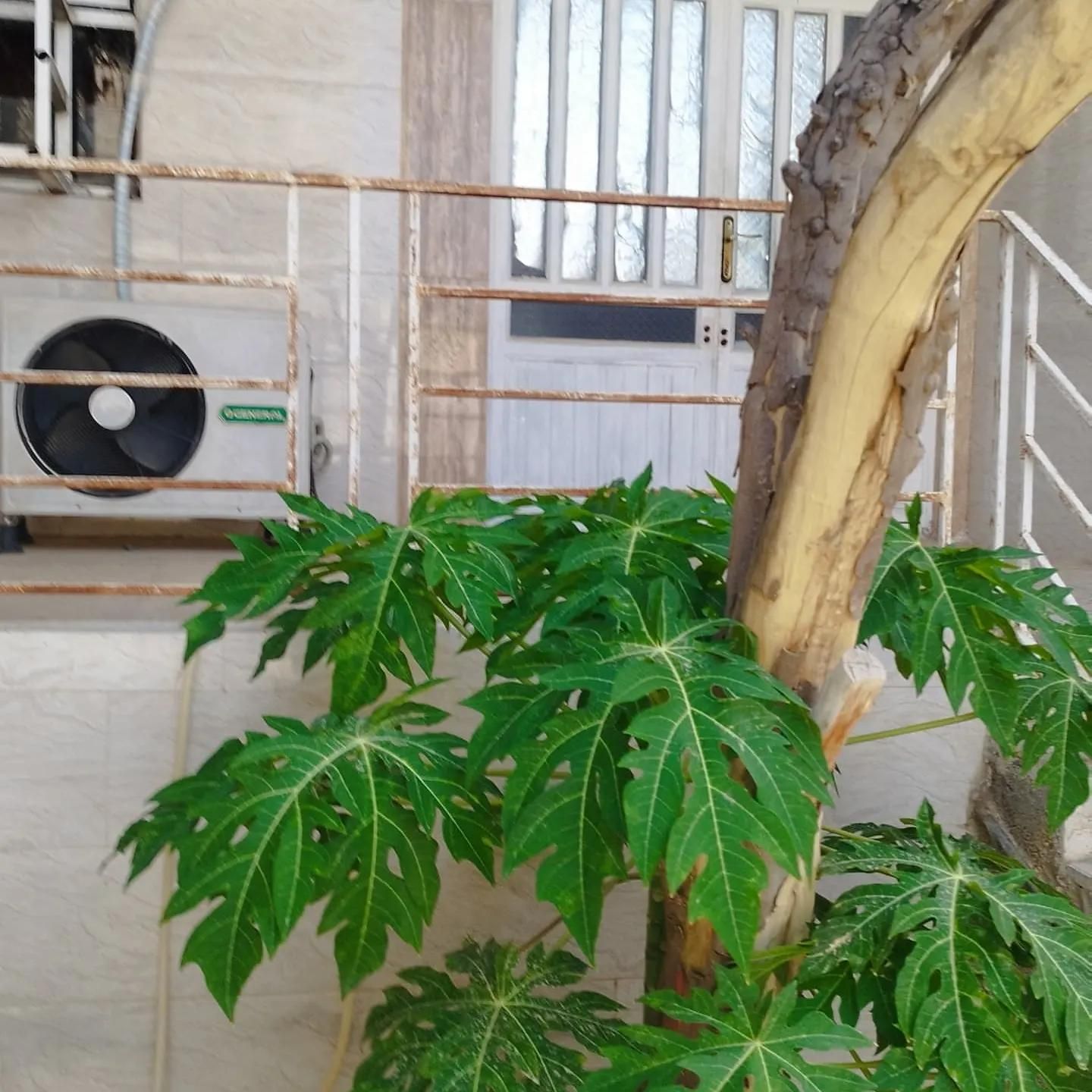 اجاره  مبله روزانه با امکانات لازم|اجارهٔ کوتاه‌مدت ویلا و باغ|بوشهر, |دیوار