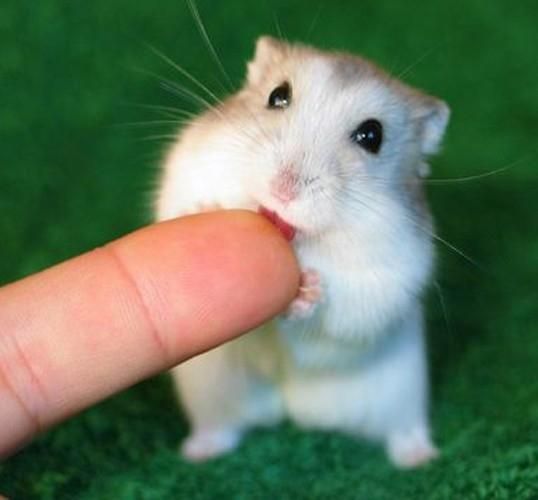 از تولید شخصی تا فروش تخصصی همستر نژادهای مختلف|موش و خرگوش|اصفهان, آهنگران|دیوار