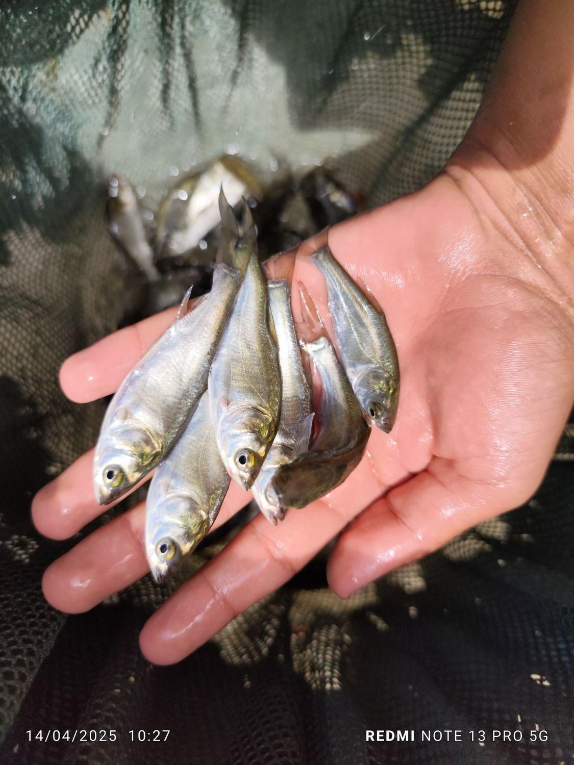 کپور امور اصلاح نژاد شده تاتار|ماهی|همدان, |دیوار