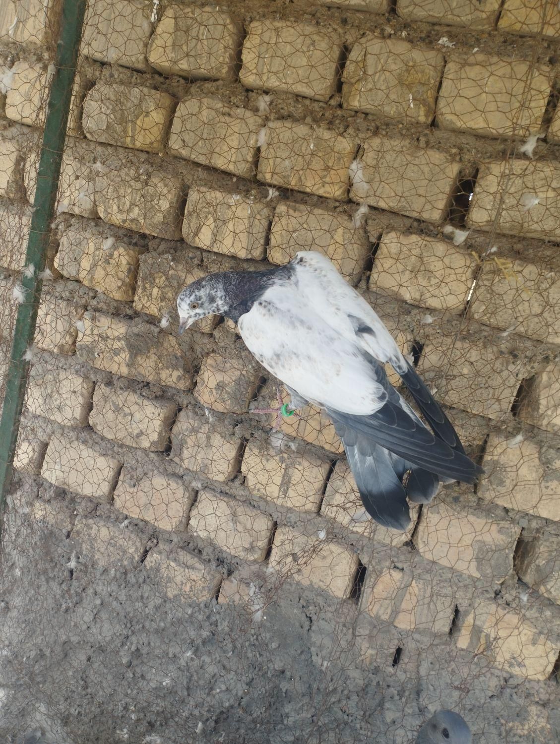 کله دم سبز دم دوشاخ|پرنده|خمینی‌شهر, |دیوار