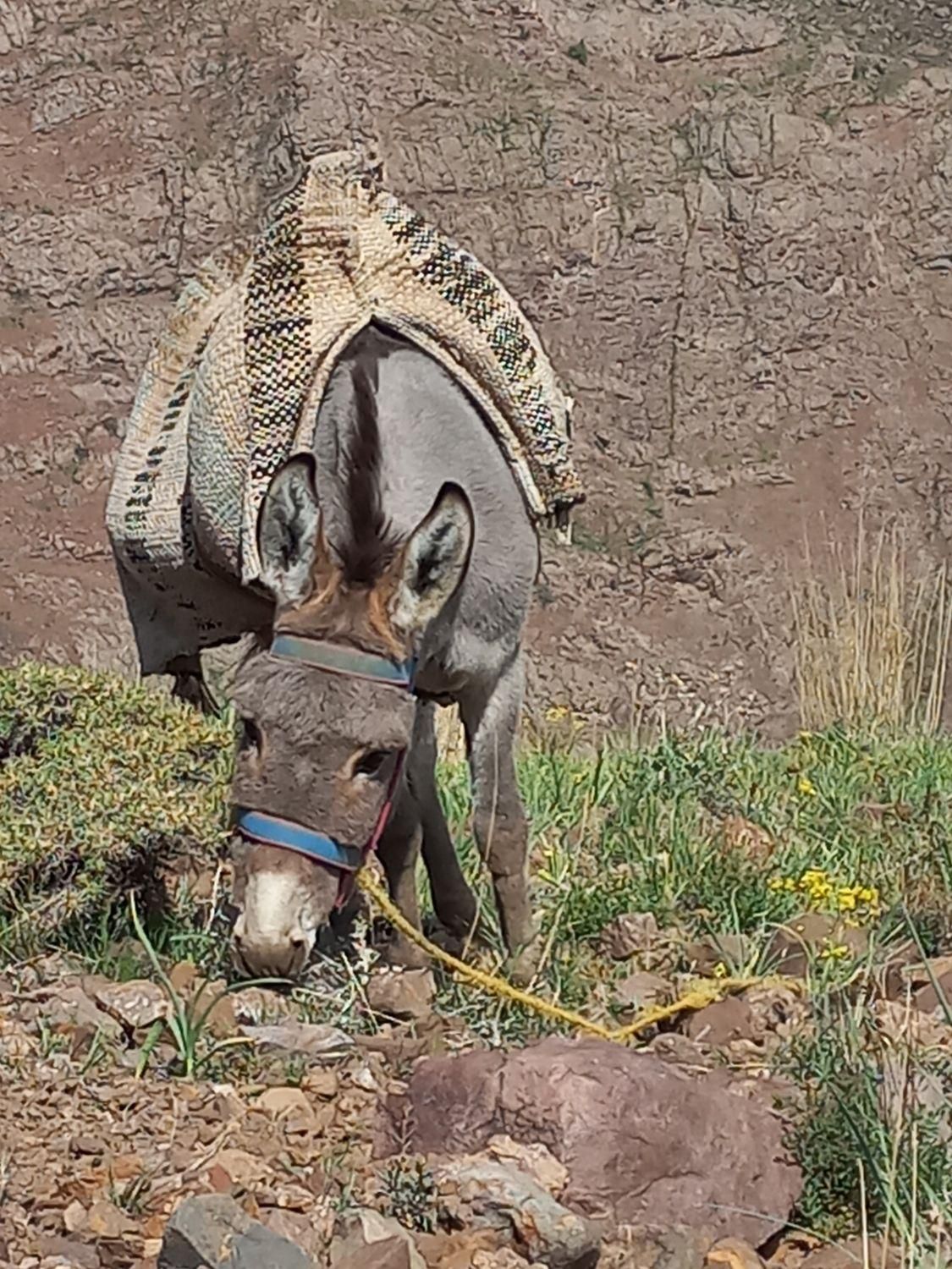الاغ نر|حیوانات مزرعه|لواسان, |دیوار