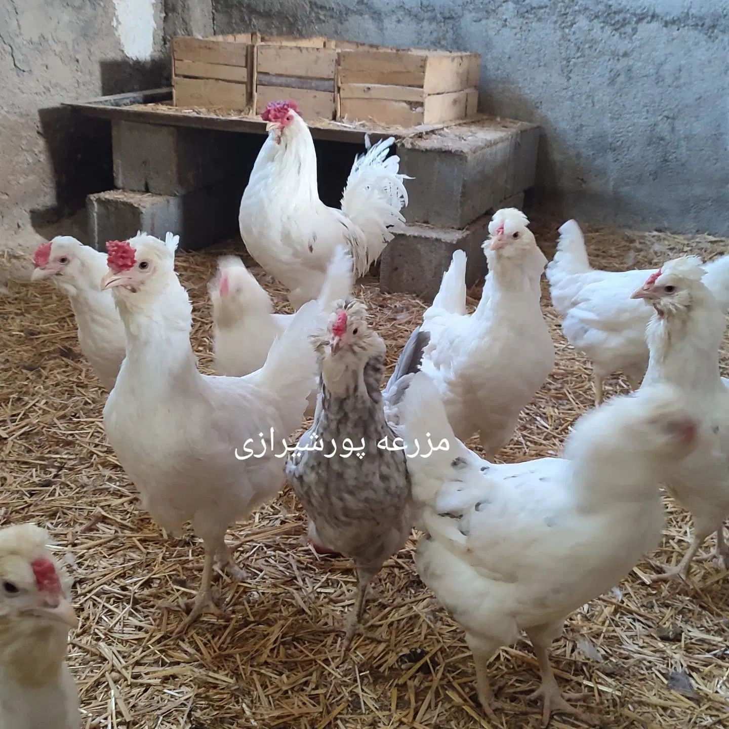 جوجه گلین لری اصل|حیوانات مزرعه|تهران, ایران|دیوار
