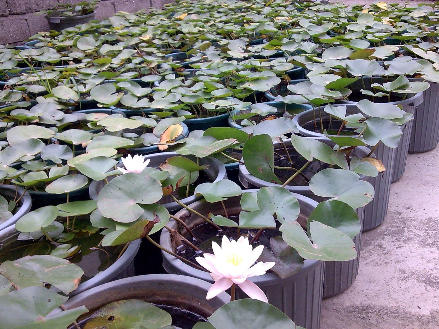 فروش نیلوفر آبی و گیاهان آبزی|گل و گیاه طبیعی|رامسر, |دیوار