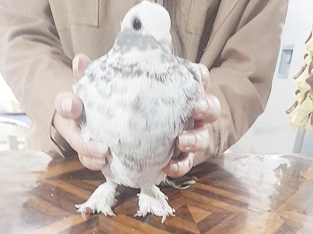 کبوتر|پرنده|یاسوج, |دیوار