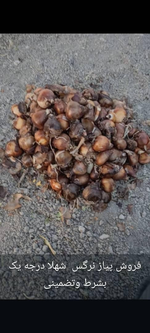 پیاز گل نرگس شهلا|گل و گیاه طبیعی|خفر, |دیوار