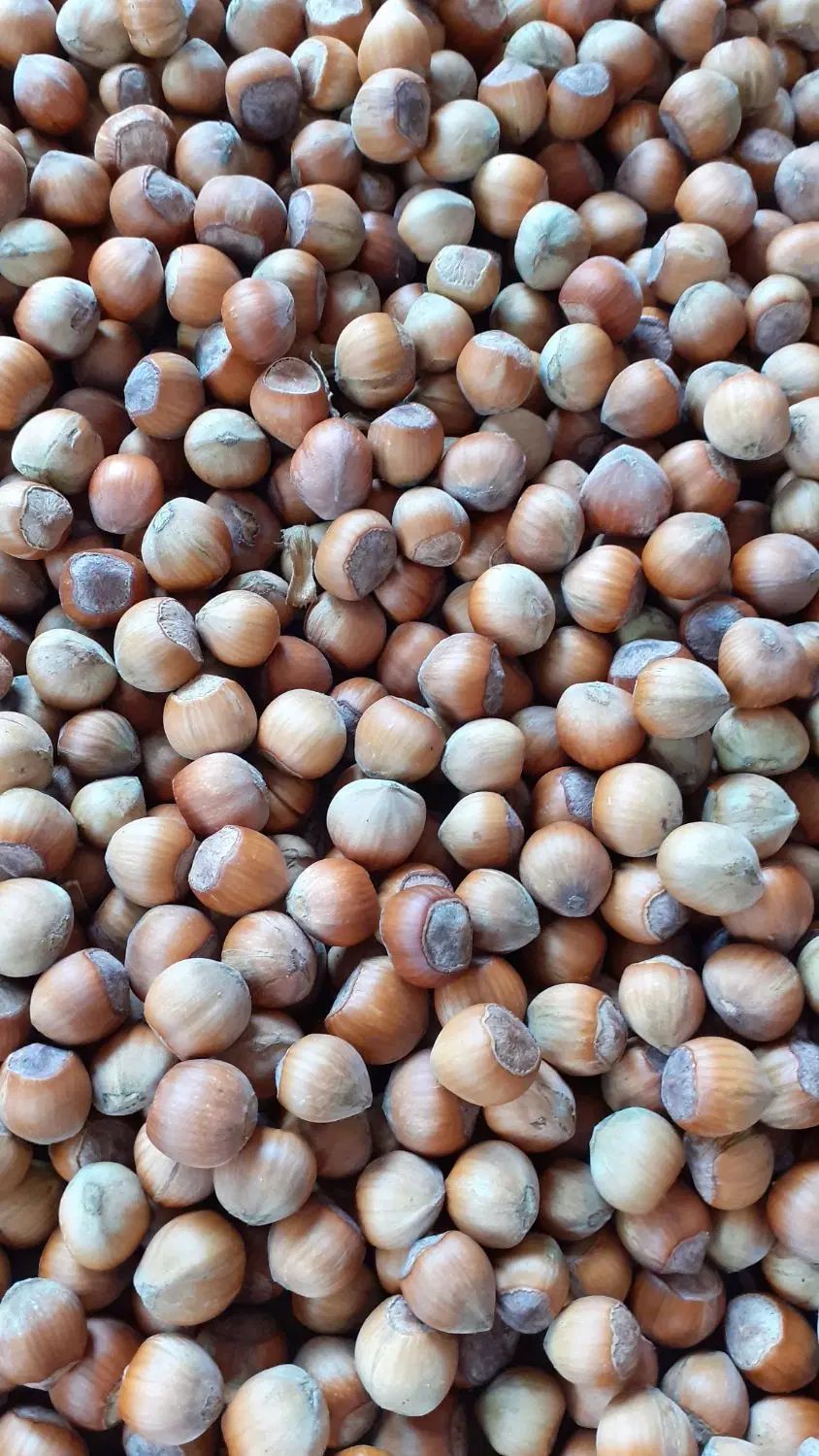 فندق کاملا ارگانیک تازه|خوردنی و آشامیدنی|رشت, جماران|دیوار
