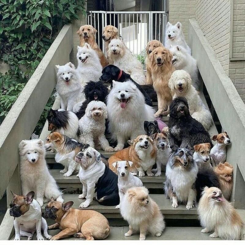 کارگر ساده پانسیون سگ با جای خواب خوابگاه ونهارشام|استخدام سرایداری و نظافت|تهران, دربند|دیوار