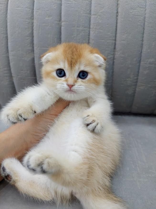 گربه پسر و دختر (شمیرانی کت)|گربه|کرج, گوهردشت|دیوار