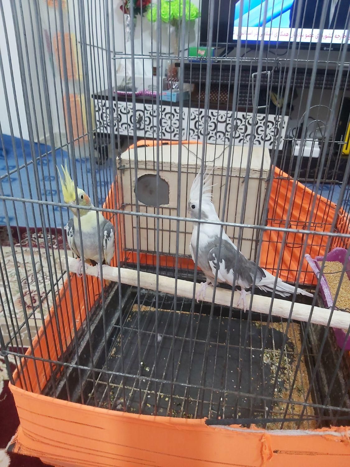 جفت عروس مولد کارداده سرحال|پرنده|بندرعباس, |دیوار