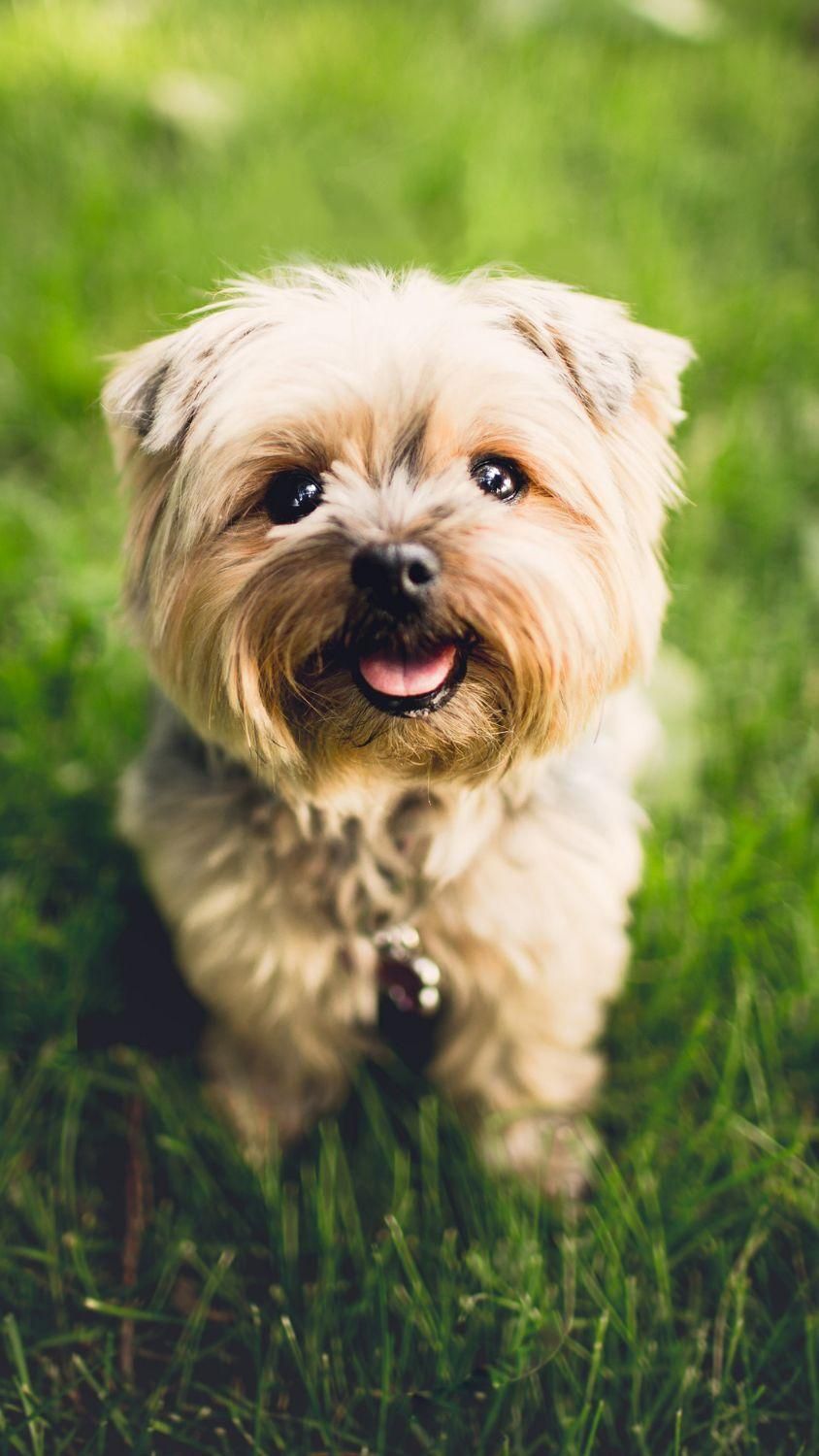 آموزش سگ - مربی سگ - تربیت سگ - رفتار شناس سگ|خدمات آموزشی|پرند, فاز ۲|دیوار