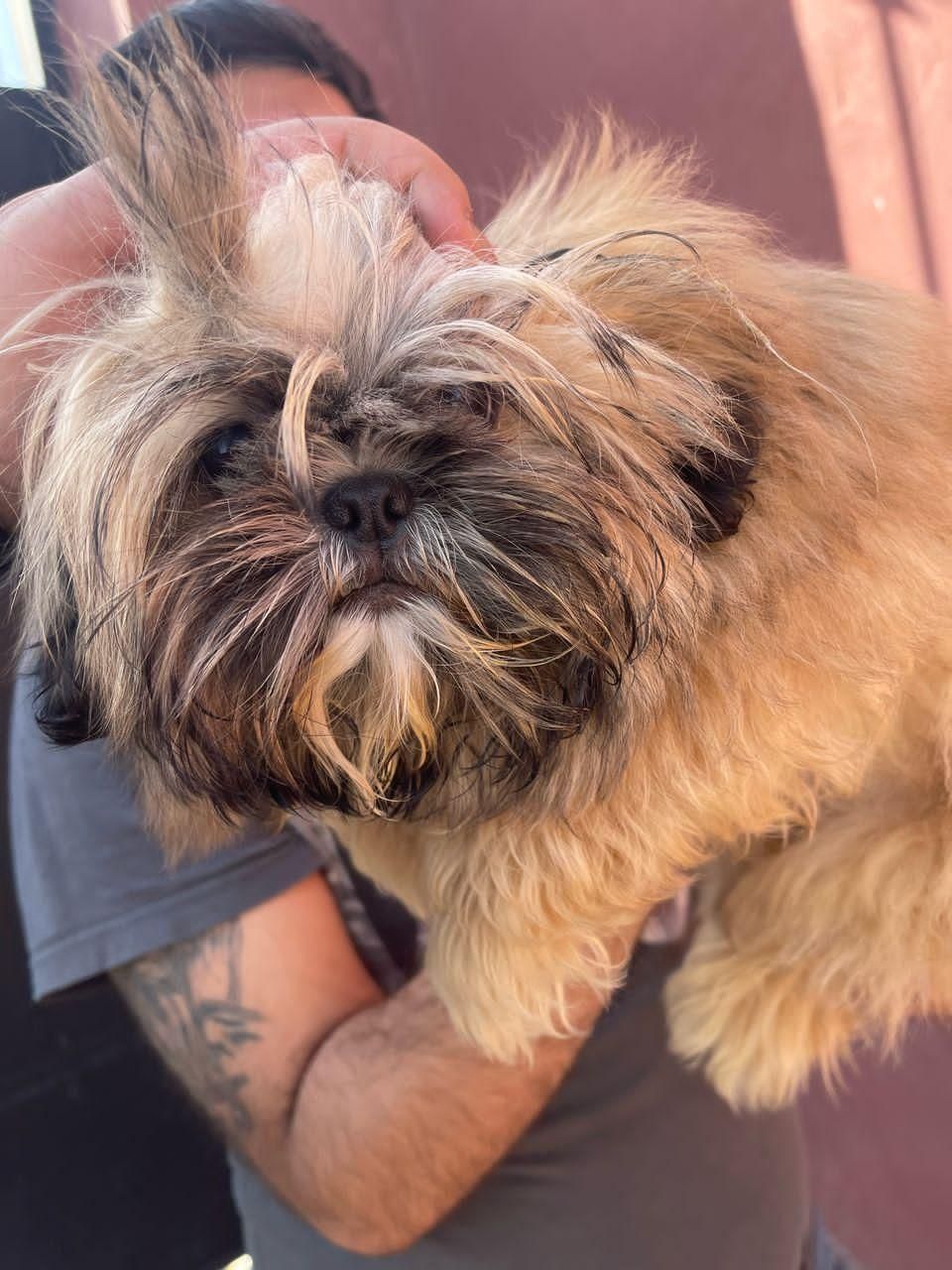 شیتزو سوپر فلت نر تربیت کامل|سگ|تهران, تهرانپارس شرقی|دیوار