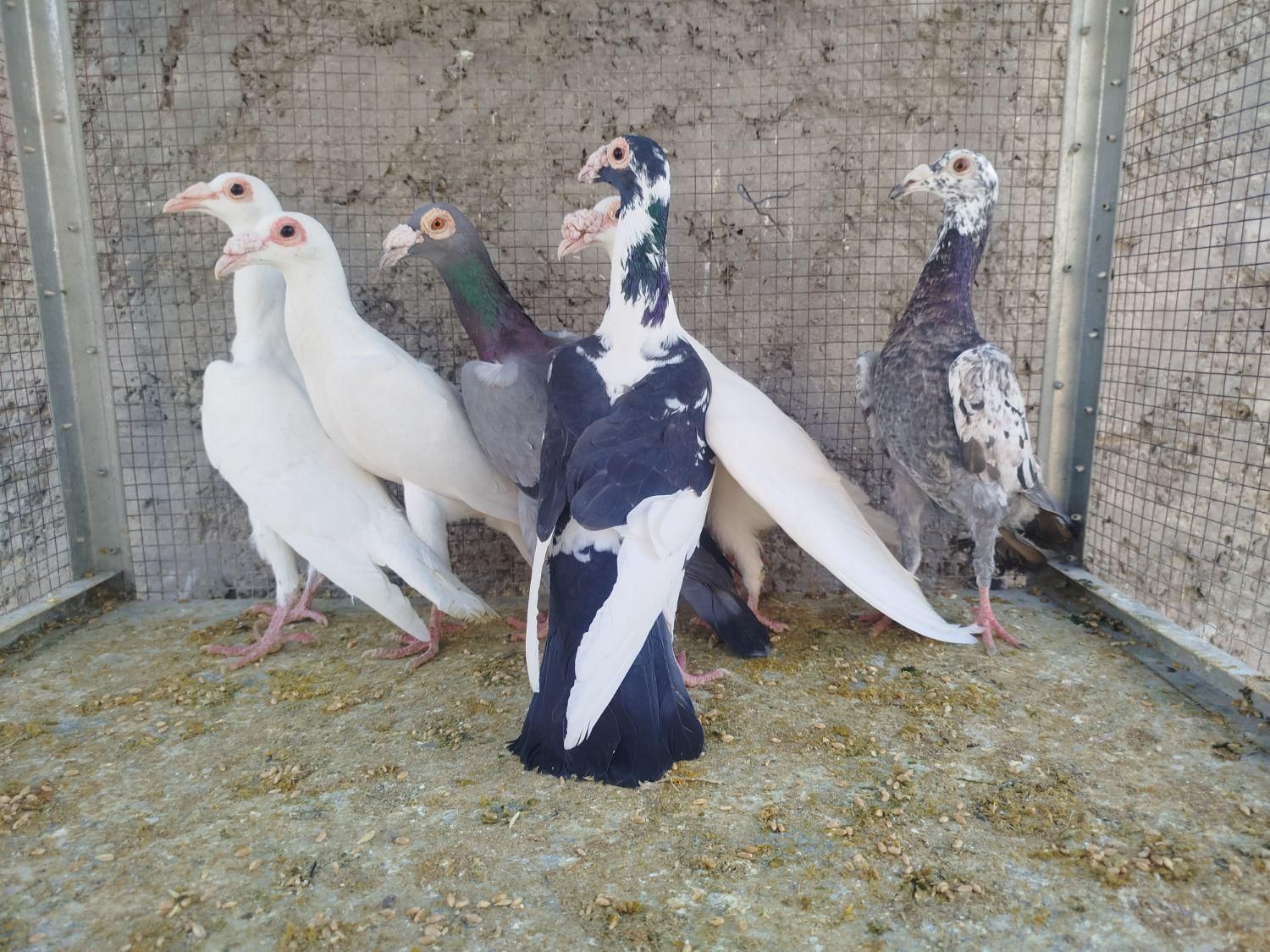 کاریر تعداد|پرنده|اصفهان, ارغوانیه|دیوار