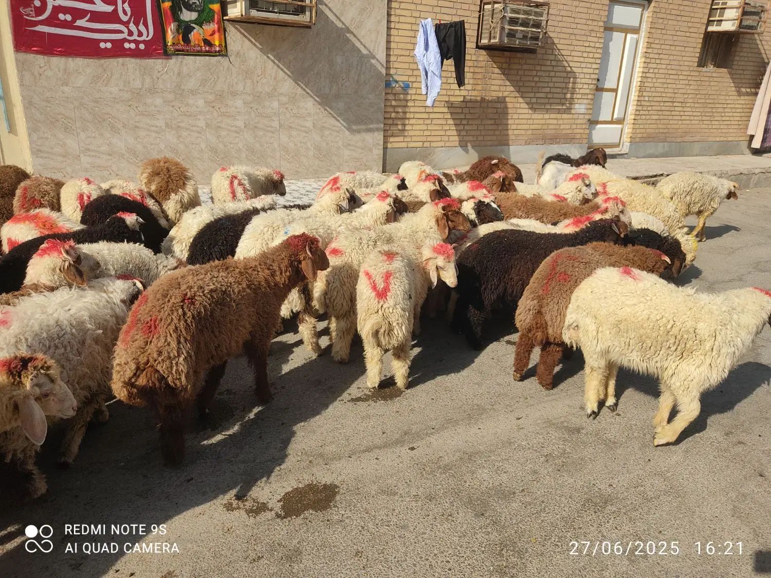 گوسفندوبره عربی چاق چاق((همراه باقصاب رایگان))|حیوانات مزرعه|اهواز, زیباشهر|دیوار