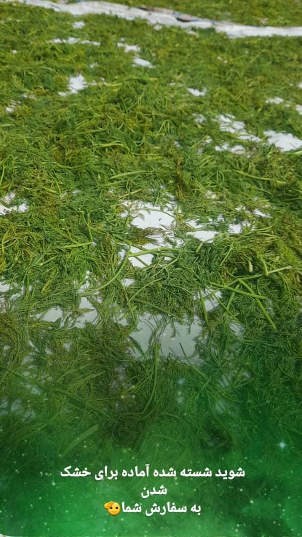 دلال ماست و نازخاتون وسبزی ماهی و قرمه و مرغ ترش|خوردنی و آشامیدنی|گتاب, |دیوار