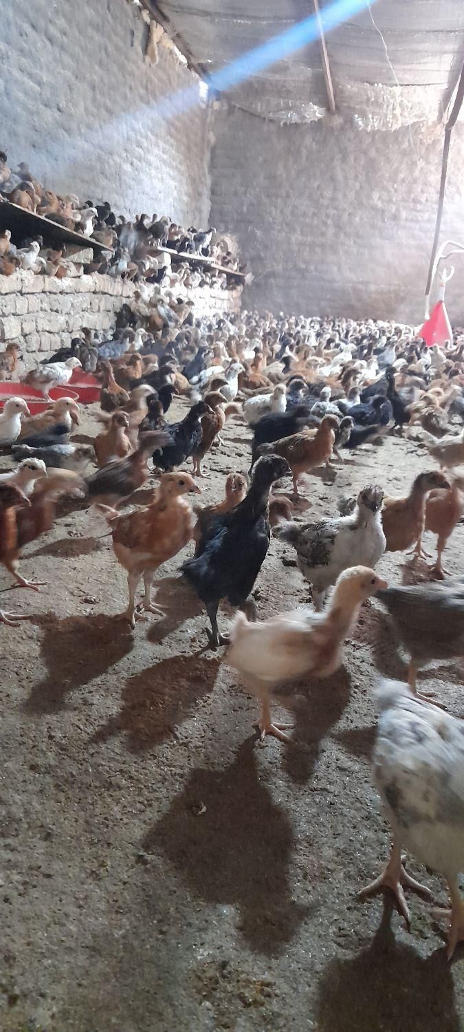 جوجه مرغ|حیوانات مزرعه|تربت‌حیدریه, دیزقند|دیوار
