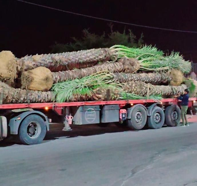 تضمینی با کیفیت پالم ریشه دار نخل|خدمات باغبانی و درختکاری|اصفهان, خلجا|دیوار