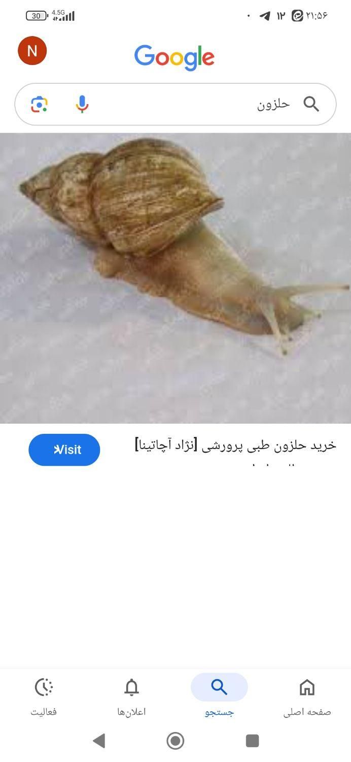 فروش حلزون|خزنده|همدان, |دیوار