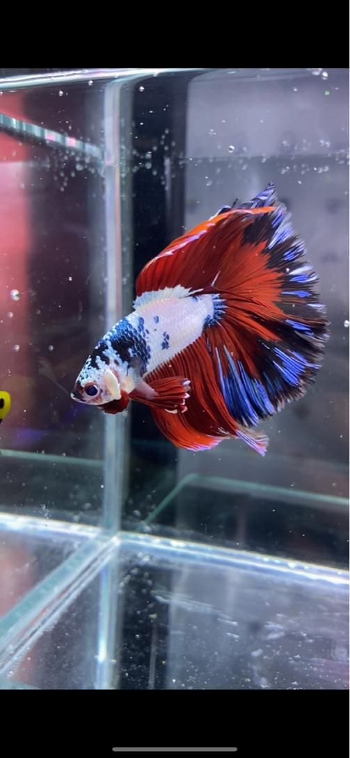 فایترباز (مرجع اصلی ماهی فایتر)تک و عمده|ماهی|تهران, بلورسازی|دیوار