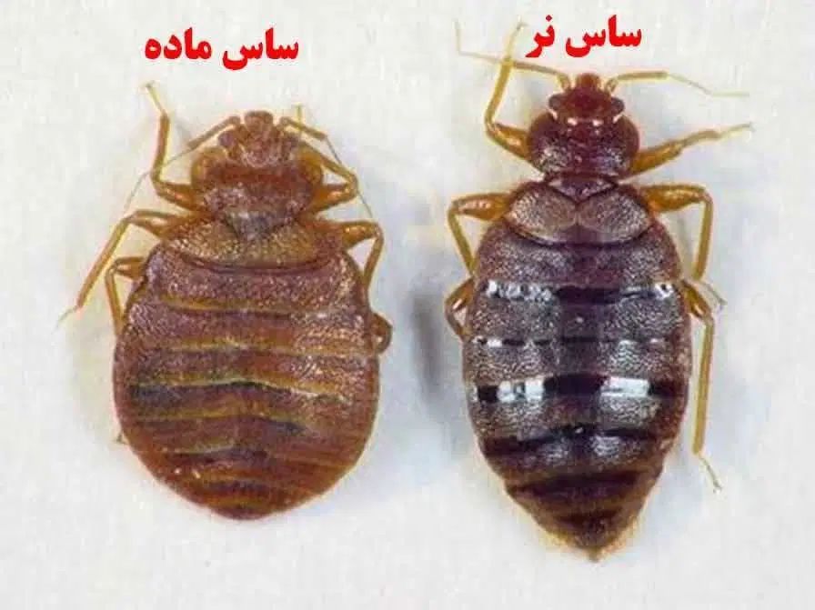 سمپاشی ساس موریانه سوسک موش گارانتی دوساله سم پاشی|خدمات نظافت|قم, زنبیل آباد|دیوار