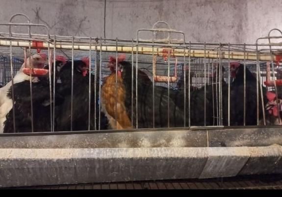 مرغ رسمی مشکی و رنگی|حیوانات مزرعه|قم, هنرستان|دیوار