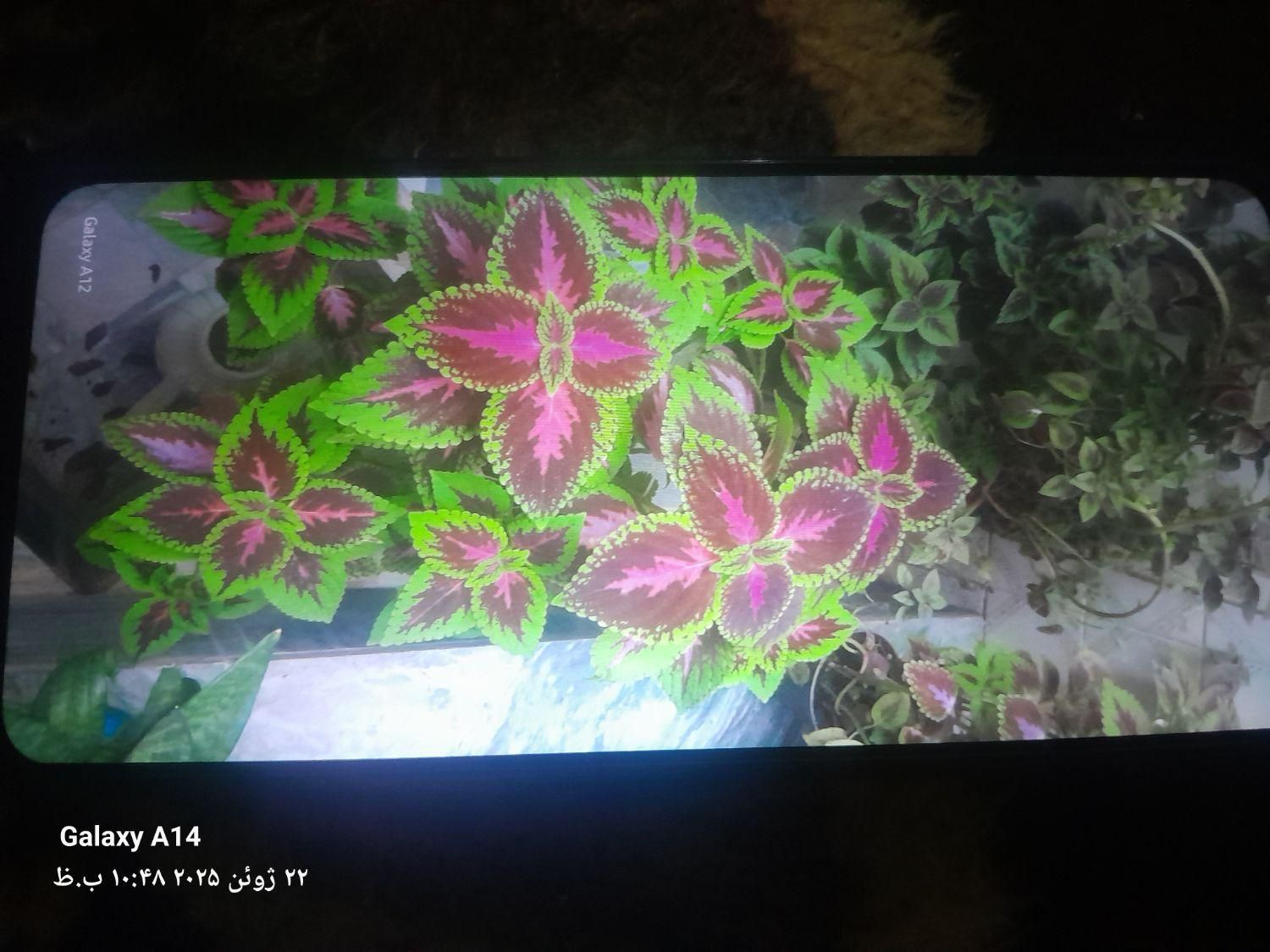 سامسونگ Galaxy A14 5G با حافظهٔ ۶۴ گیگابایت|موبایل|الشتر, |دیوار