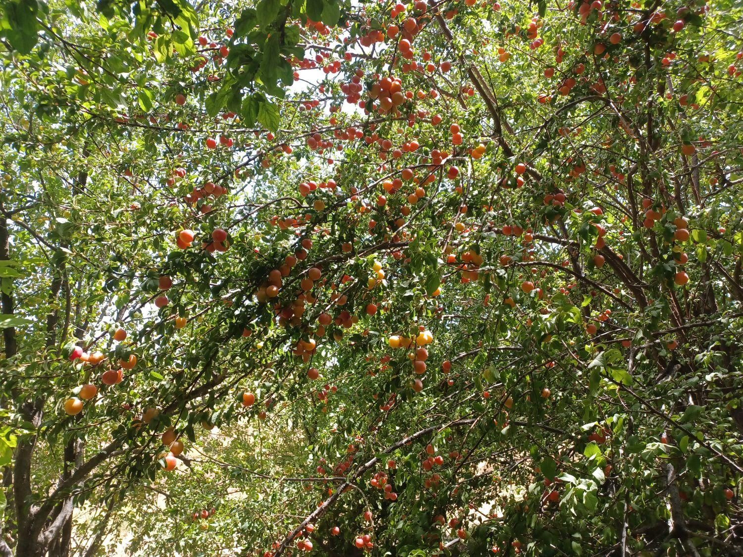 باغچه نقلی ۱۲۰۰ متر با درختان مثمر، بوئین زهرا،شال|فروش زمین و ملک کلنگی|شال, |دیوار