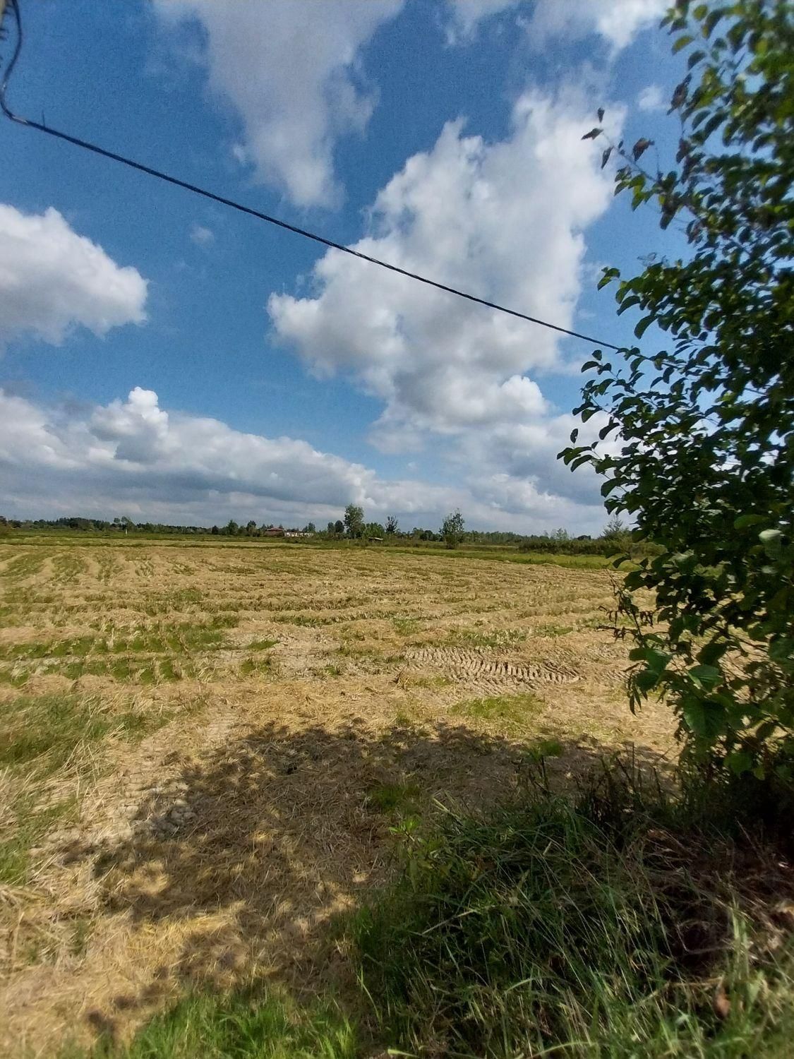 فروش۵هزارمتر/زمین شالیزارکشاورزی/سنتی/اطراف شفت|فروش دفتر صنعتی، کشاورزی، تجاری|شفت, |دیوار