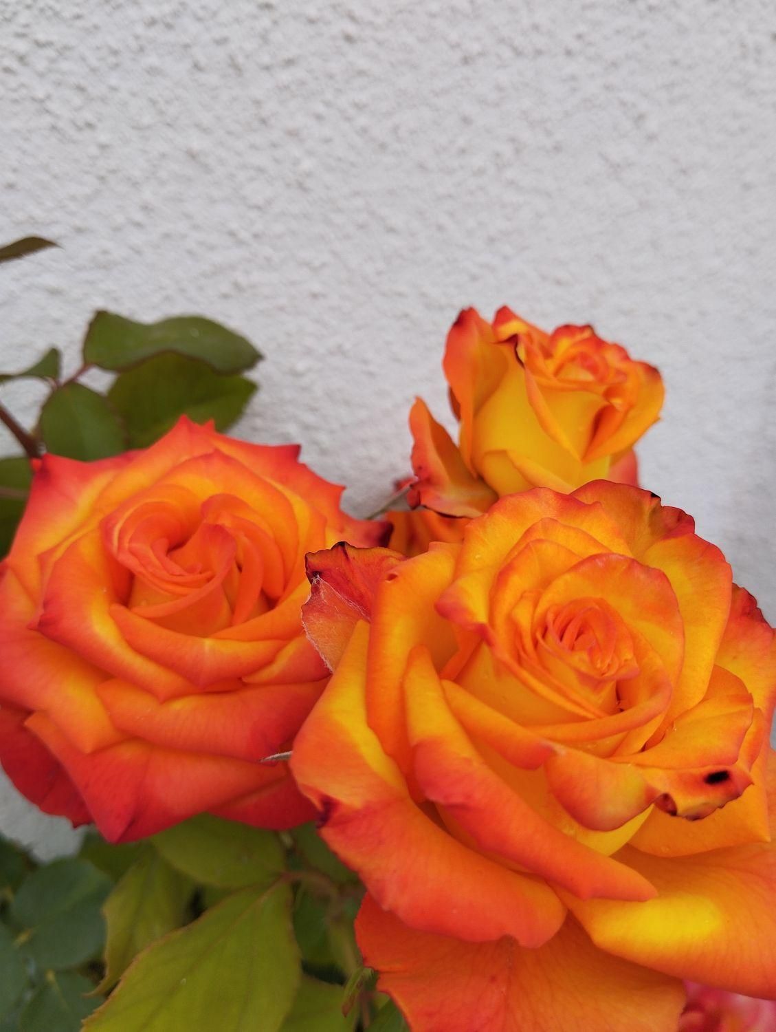 نظافت ویلای شخصی و اجاره ای|خدمات نظافت|سرخرود, |دیوار