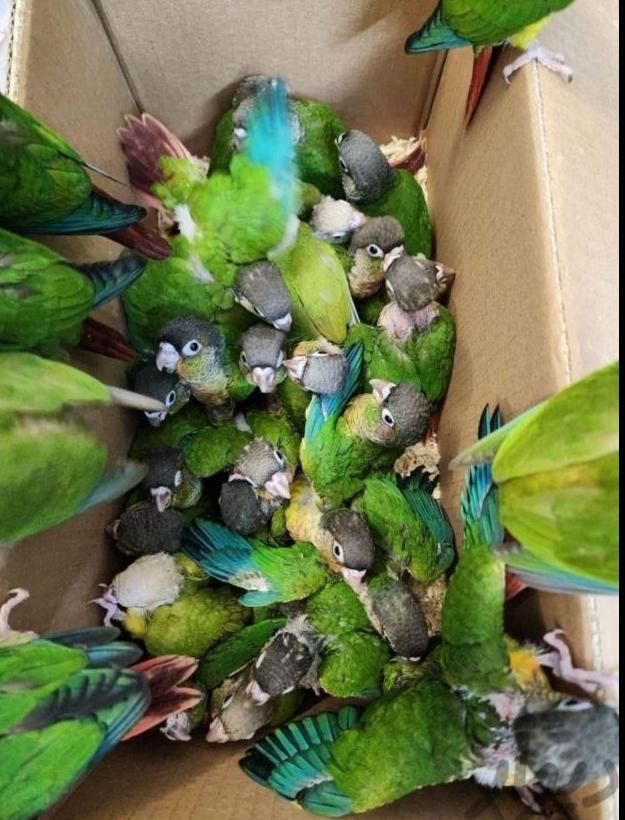گیرینچیک دستی سرلاکیـ - نرمه خور - دونخور|پرنده|خمینی‌شهر, |دیوار