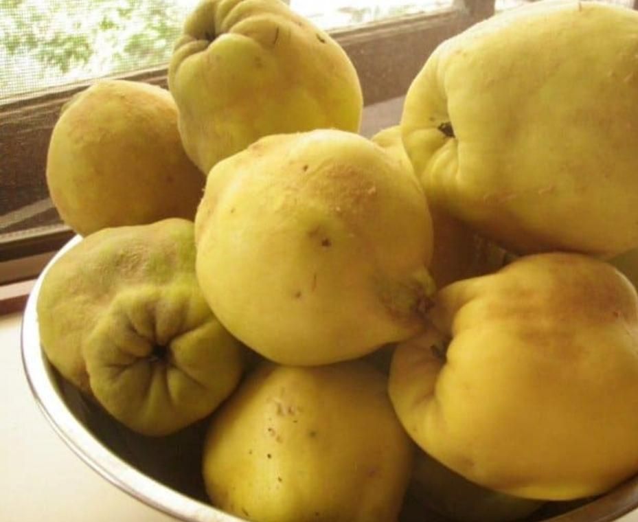 نهال های به اصفهان اصلاح شده امکان پرداخت در محل|خدمات باغبانی و درختکاری|اصفهان, باغ زیار|دیوار