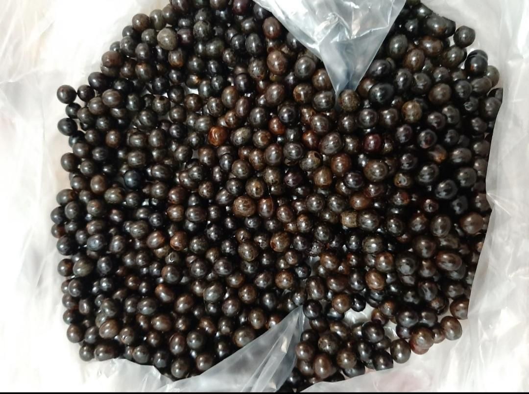دانه یسر برای درست کردن  (تسبیح یسر )|جواهرات|رشت, معلم|دیوار